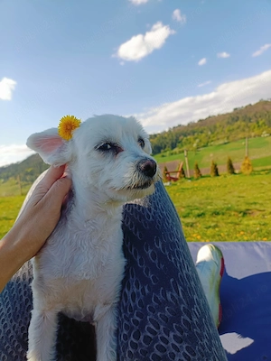 Vând Bichon Maltez 1an - imagine 5