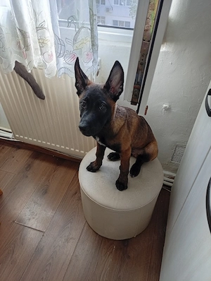 vand ciobanesc belgian malinois  - imagine 3