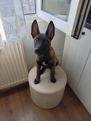 vand ciobanesc belgian malinois  - imagine 2