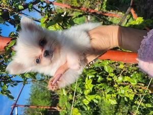 Pomeranian toy super