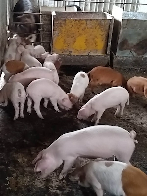 purcei Landrace cu Duroc - imagine 2