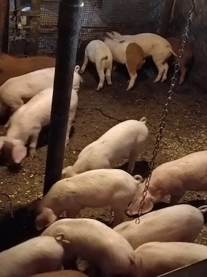 purcei Landrace cu Duroc