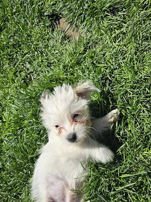 Vând pui Bichon  - imagine 4