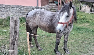 vand manza
