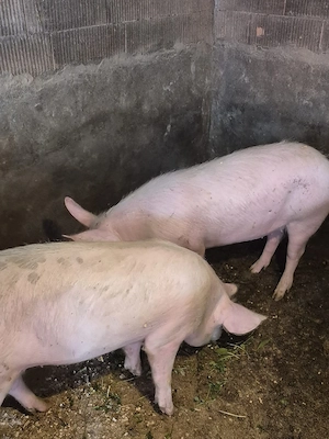 Disponibil purcele 