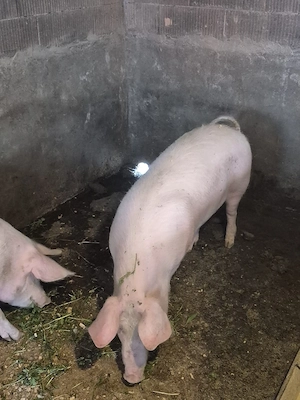 Disponibil purcele 