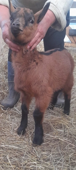 Tapisor alpin din părinți cu pedigree 