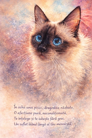 Pisicuțe birmaneze din Bacău 