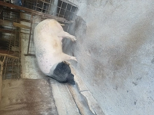 Porci rasa bazna 
