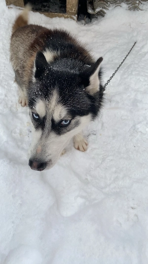 Vând husky detalii la nr de telefon  