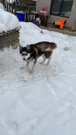Vând husky detalii la nr de telefon   - imagine 2