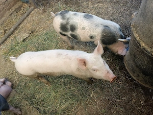 Purcei de vânzare.