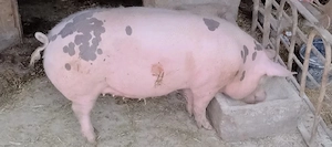 Porc (Purcea montata 90 Kg)