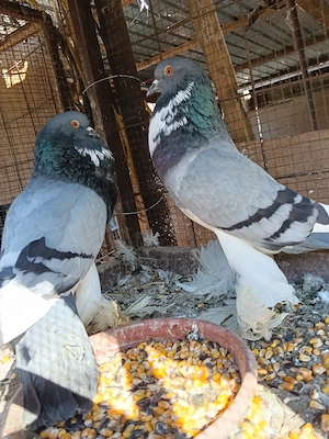 Vind porumbei gușați de pomerania