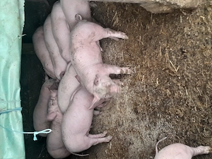 Vand purceii vârstă 7 săptămâni, porci castrați. - imagine 2