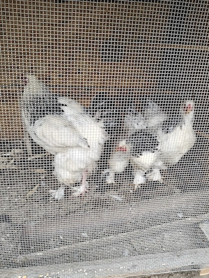 Găini brahma herminat deschis 
