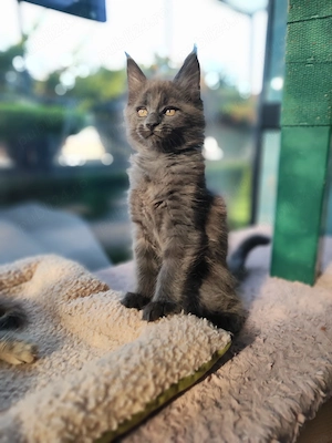 Pui Maine Coon  ,  Pedigree   WCF