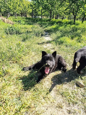 Ciobanesc german negru și bicolor 