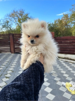 Pomeranian Spitz  - imagine 2