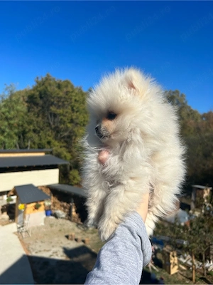 Pomeranian Spitz  - imagine 4
