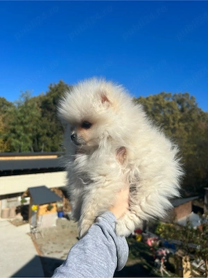 Pomeranian Spitz 