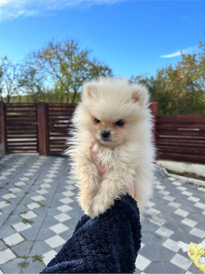 Pomeranian Spitz  - imagine 3