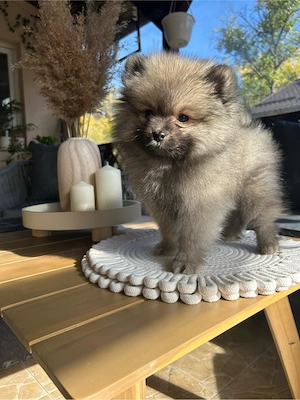 Pomeranian Spitz  - imagine 3