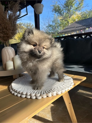 Pomeranian Spitz  - imagine 2