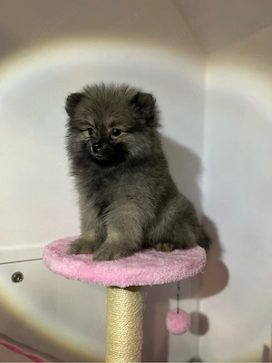 Pomeranian Spitz 