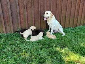 Labrador Retriever Tricolori cu Pedigree - imagine 2
