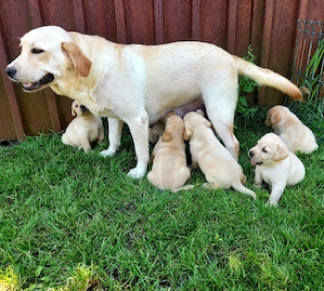 Labrador Retriever Tricolori cu Pedigree