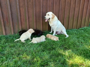 Labrador Retriever Tricolori cu Pedigree - imagine 3