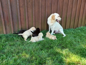 Labrador Retriever Tricolori cu Pedigree - imagine 5