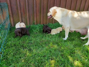 Labrador Retriever Tricolori cu Pedigree - imagine 4