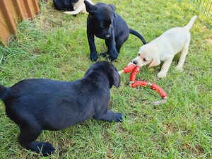 Pui Labradori Retriever Pedigree