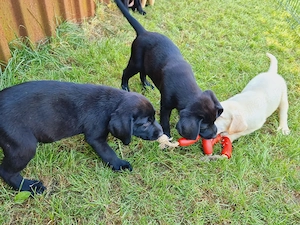 Pui Labradori Retriever Pedigree - imagine 2