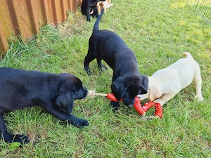 Pui Labradori Retriever Pedigree - imagine 3