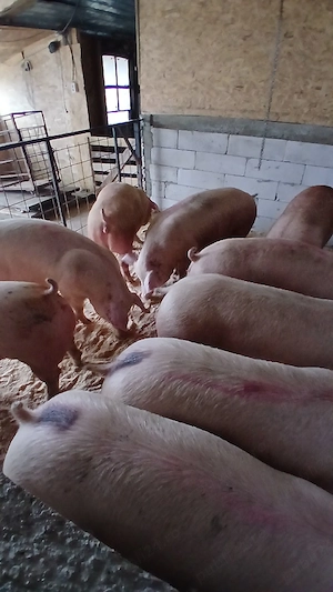 porci sănătoși de vânzare  - imagine 4