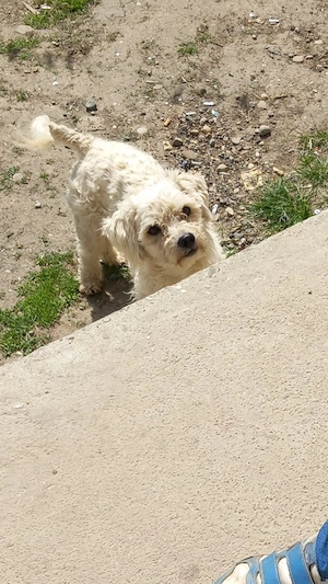 Donez catel bichon 