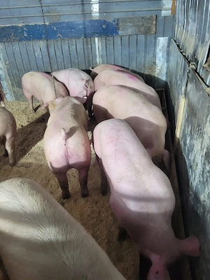Porci sănătoși si îngrijiți! - imagine 4