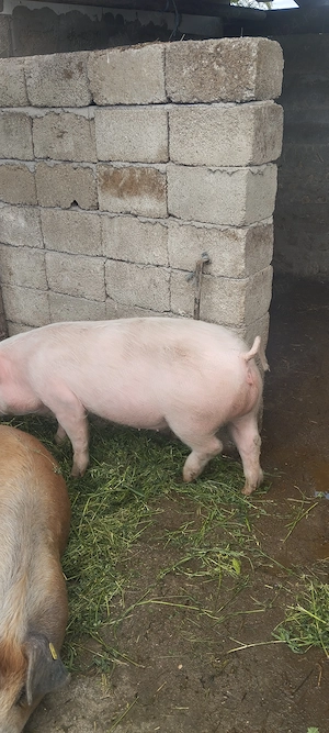 Vând purcea Landras aproximativ 75-80 kg. - imagine 3