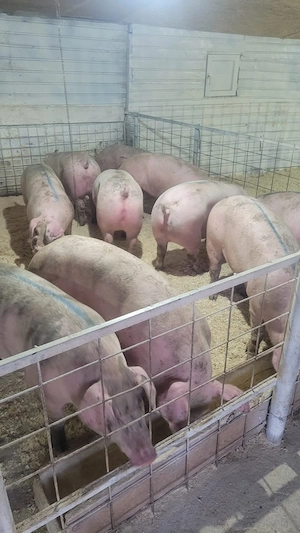 Porci sănătoși si îngrijiți! - imagine 2