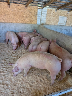 Porci sănătoși si îngrijiți! - imagine 5