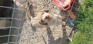  Câine din rasa Lagotto Romagnolo (gratis) - imagine 3
