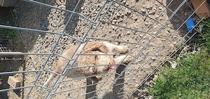  Câine din rasa Lagotto Romagnolo (gratis) - imagine 2