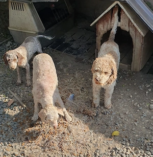  Câine din rasa Lagotto Romagnolo (gratis)