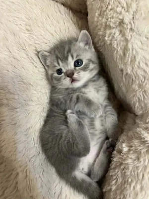 British Silver tabby - imagine 2