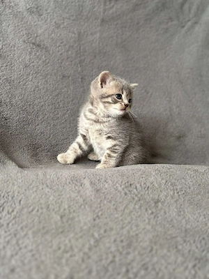 British Silver tabby - imagine 3