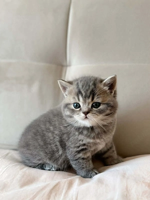 British Silver tabby