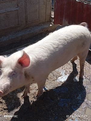 De vînzare porci de toate mârimile mici și mari rasa pietrain și landras - imagine 2